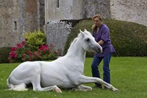 Images Dated 19th July 2012: Horse - Arabian - laying down