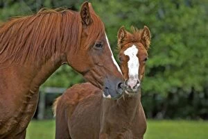 Horse - Arabian Mare and Colt standing together in meadow