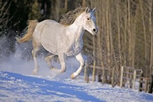 Horse - Arabian Mare, galloping on snow
