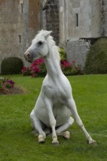 Images Dated 19th July 2012: Horse - Arabian - sitting