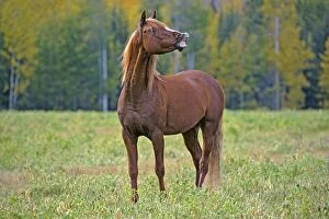 Images Dated 2nd October 2007: Horse - Arabian Stallion chestnut in meadow