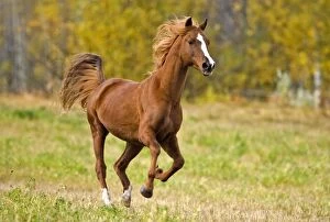 Images Dated 2nd October 2007: Horse - Arabian Stallion galloping on meadow