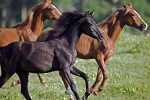 Horse - Arabian Yearling galloping together on flower meadow