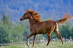 Horse - Arabian Yearling running on flower meadow
