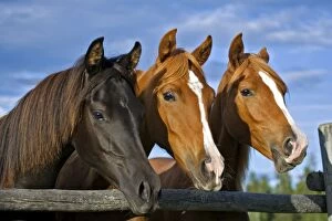 Images Dated 16th July 2007: Horse - Arabian Yearlings black and chestnut standing