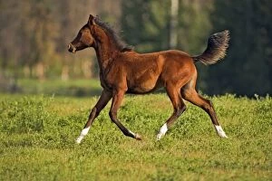 Horse - Bay Arabian Foal three month old, running