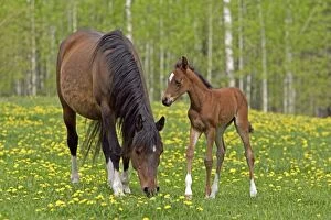 Horse - Bay Arabian Mare with Foal together on