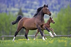 Horse - Bay Arabian Mare and Foal running at pasture