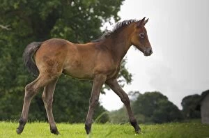 Images Dated 13th July 2012: Horse - Bay - foal