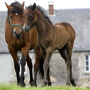 Images Dated 13th July 2012: Horse - Bay - Mare & foal Horse - Bay - Mare & foal