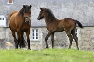 Images Dated 13th July 2012: Horse - Bay - Mare & foal Horse - Bay - Mare & foal