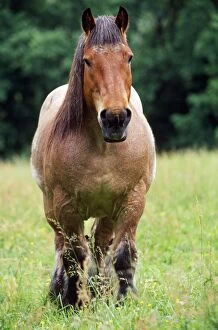 HORSE - Belgian cart horse