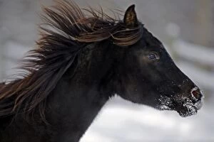 Horse - Black Arabian Filly galloping, portrait closeup