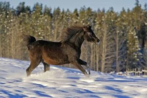 Horse - Black Arabian Filly trotting in snow
