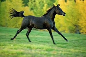 Equus Gallery: Horse - Black Arabian Mare cantering in meadow