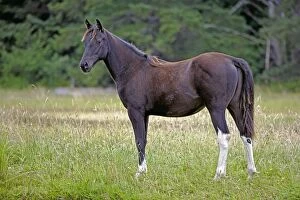 Horse - Black Arabian Yearling standing in meadow
