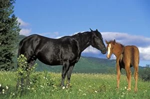Caballus Gallery: Horse - Black mare and foal together at summer