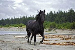 Horse - Black Morgan running on beach
