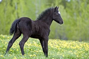 Foals Gallery: Horse - Black Welsh Mountain Pony Foal standing
