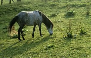 Horse - Bosnian Pony grazing