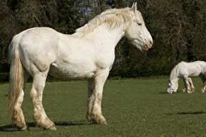Images Dated 9th April 2011: Horse - Boulonnais / White Marble Horse