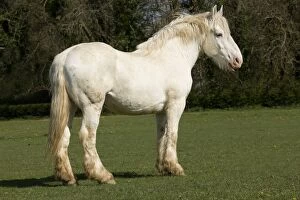 Images Dated 9th April 2011: Horse - Boulonnais / White Marble Horse