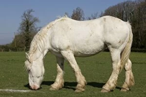 Images Dated 9th April 2011: Horse - Boulonnais / White Marble Horse - grazing