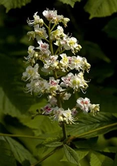 Images Dated 30th April 2005: Horse chesnut in flower