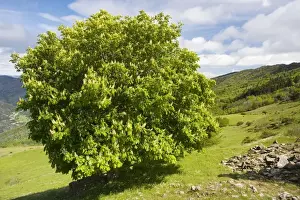 Chestnuts Prints: Horse Chesnut tree (Aesculus hippocastaneus) in flower in the Cevennes, France