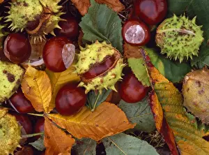 Conkers Prints: Horse Chestnut