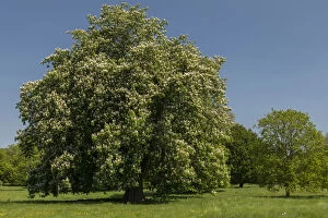Blooms Gallery: Horse Chestnut, Aesculus hippocastanum, in flower in May, Kingston Lacy parkland, Wimborne, Dorset