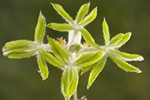 Images Dated 26th March 2008: Horse-chestnut (Aesculus hippocastanum) leaves emerging in spring, Dorset