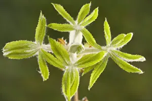 Card Prints: Horse-chestnut (Aesculus hippocastanum) leaves emerging in spring, Dorset