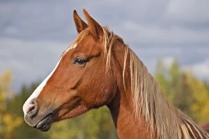 Horse - Chestnut Arabian Mare, portrait profile