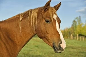 Horse - Chestnut Arabian at pasture, portrait closeup