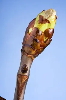 Sprout Prints: Horse-chestnut bud