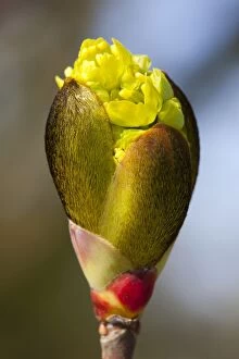 Horse Chestnut - close-up of flower bud