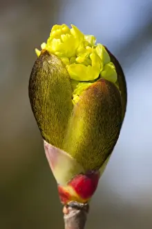 Chestnut Prints: Horse Chestnut - close-up of flower bud - Wiltshire - England - UK