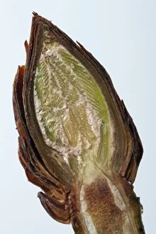 Horse Chestnut - cross-section of a bud showing