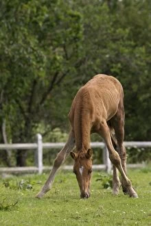 Images Dated 15th July 2012: Horse - Chestnut - foal eating