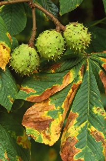 Images Dated 20th November 2007: Horse Chestnut - fruit & leaves