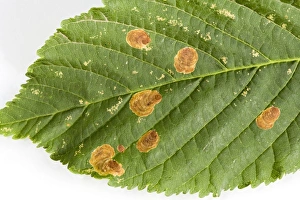 Images Dated 5th July 2008: Horse Chestnut Leaf - Miner Grub damage to leaf Bedfordshire UK 005833