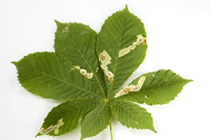 Images Dated 5th July 2008: Horse Chestnut Leaf - Miner Grub damage to leaf Bedfordshire UK 005831