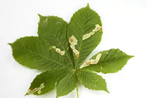 Grub Prints: Horse Chestnut Leaf - Miner Grub damage to leaf Bedfordshire UK 005831