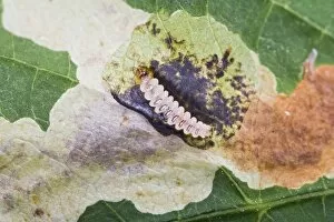 Images Dated 5th July 2008: Horse chestnut leaf miner grub - exposed