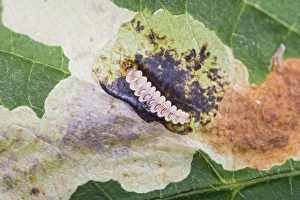 Images Dated 5th July 2008: Horse chestnut leaf miner grub - exposed Bedfordshire UK 005826