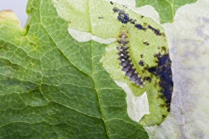 Images Dated 5th July 2008: Horse Chestnut Leaf - Miner Grub exposed Bedfordshire UK 005828