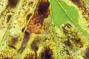 Horse Chestnut Leaf Miner Moth - showing larvae inside leaf