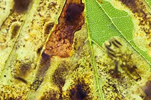 Ardea Sub Prints: Horse Chestnut Leaf Miner Moth - showing larvae inside leaf - Wiltshire - England - UK