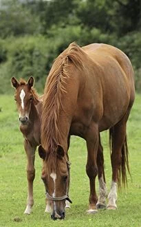 Images Dated 13th July 2012: Horse - Chestnut - mare & foal Horse - Chestnut - mare & foal